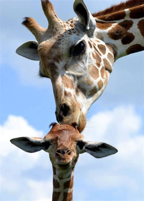 cute giraffe pictures|More.